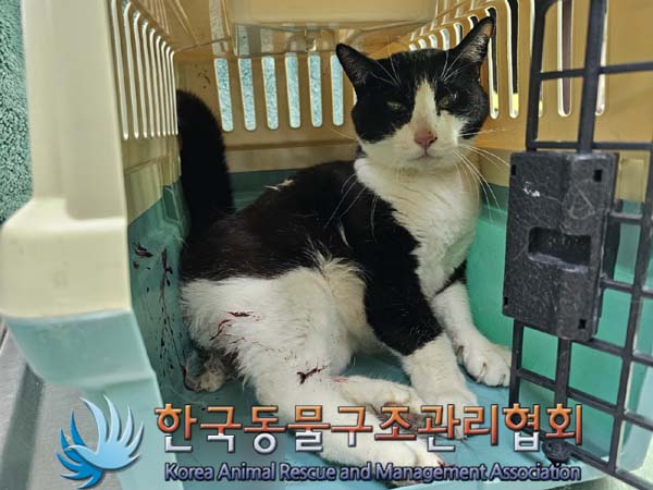 종료(안락사) 한국…